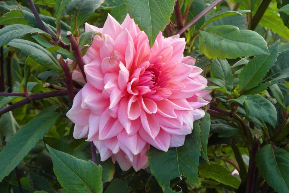 Pink in the fall plant