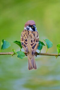 Stone sparrow beak photo
