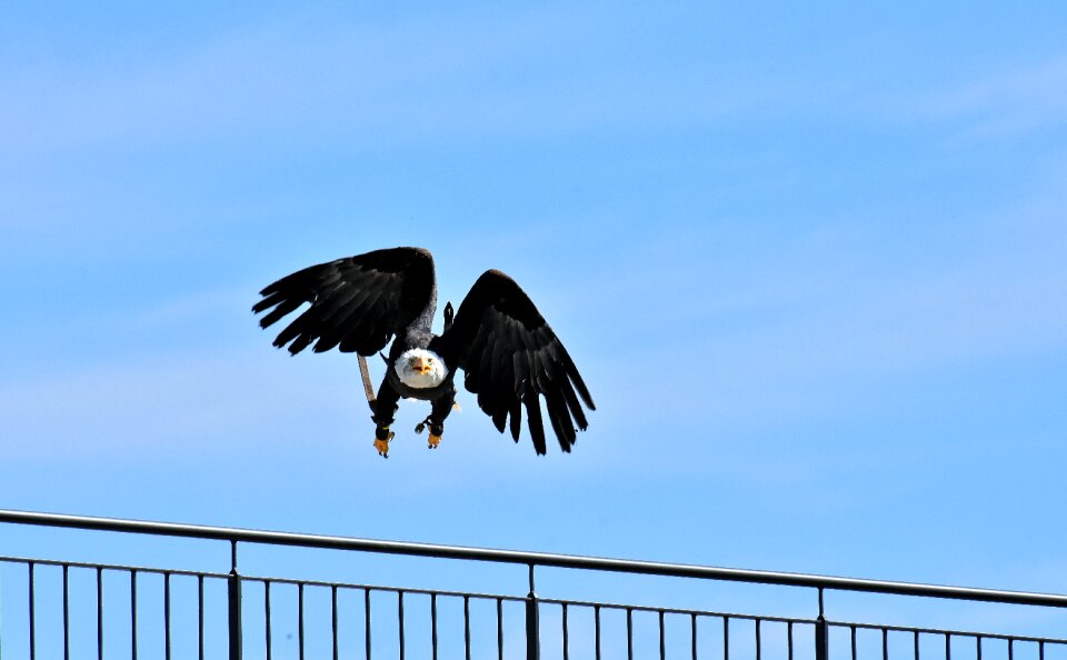 Bird raptor bird of prey