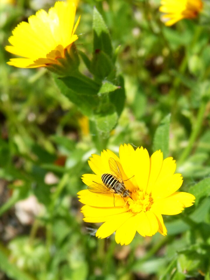 Flower spring nature