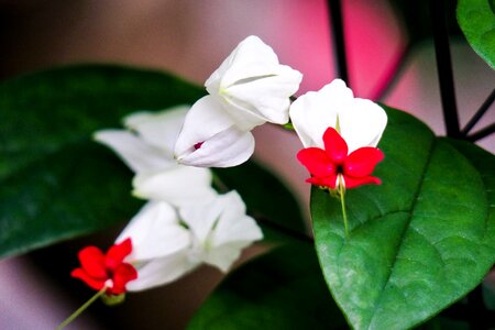 Light bloom fresh