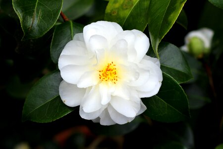 Garden camellia spring