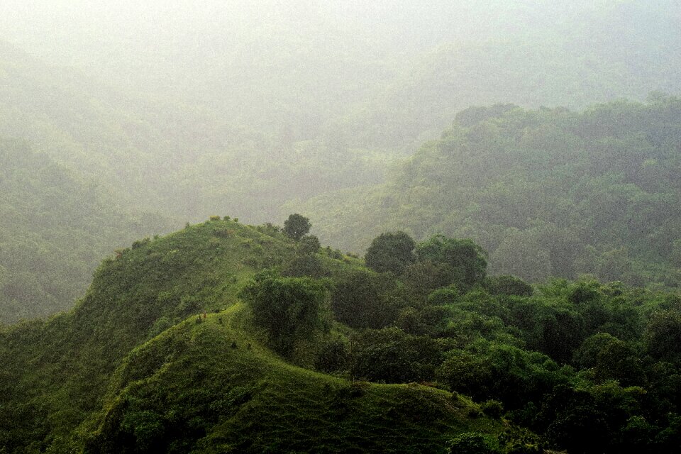 Nature trees grass