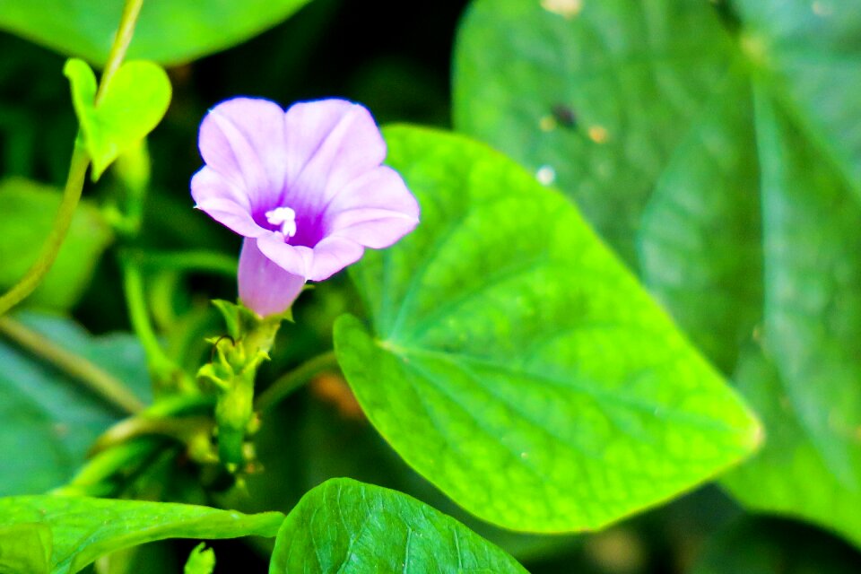 Purple flowers light bloom