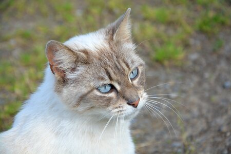 Animal blue eyes portrait photo