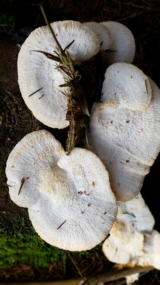 Tree stump forest autumn