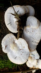 Tree stump forest autumn