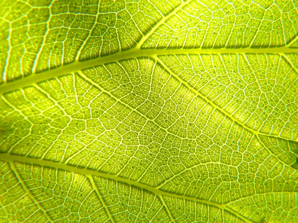 Vein asymmetry texture