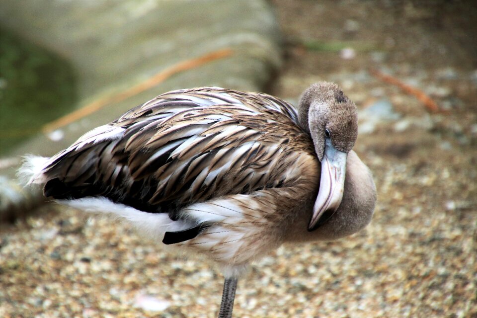 Plumage feather birds photo