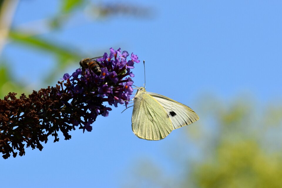 White food intake nectar