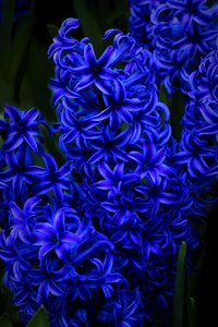 Garden botanical blue garden