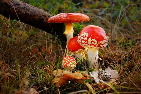 Toxic mushroom red photo