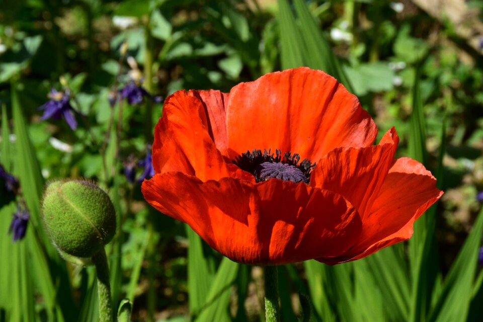 Poppy red flower