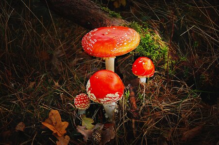 Toxic red mushroom photo