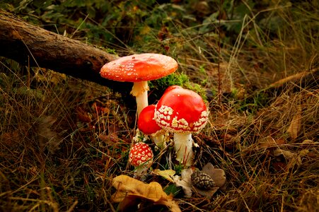 Toxic red mushroom photo