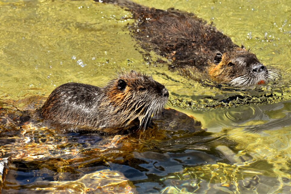 Paddling animal world animal