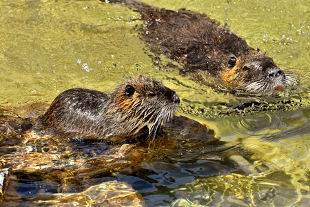 Paddling animal world animal