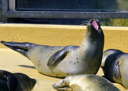 Animal welfare seal sanctuary nature