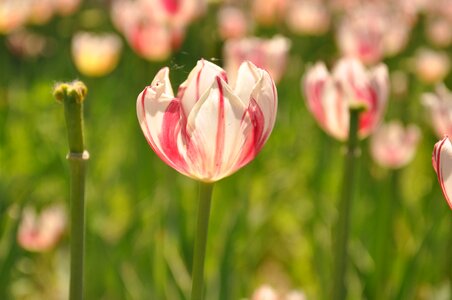Beijing flower port tulip 1