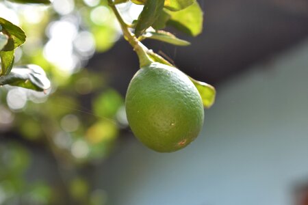 Garden sweet food