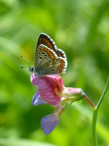 Moreneta southern flower smell pea