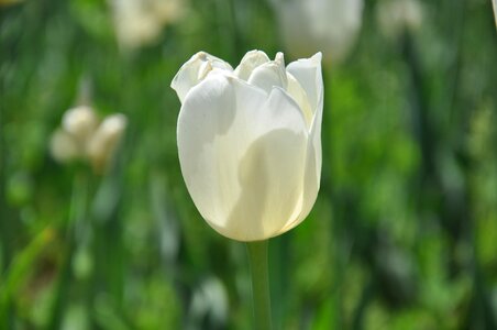 Beijing fresh flower harbor tulip