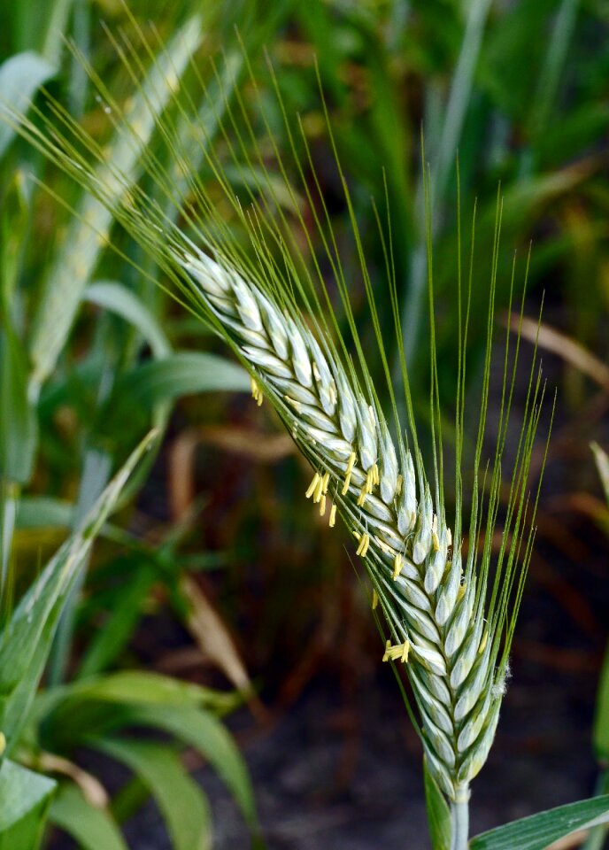 Barley immature plant