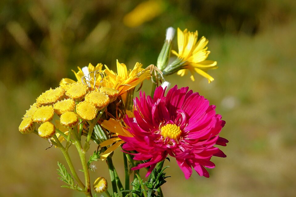 Flowers autumn colored