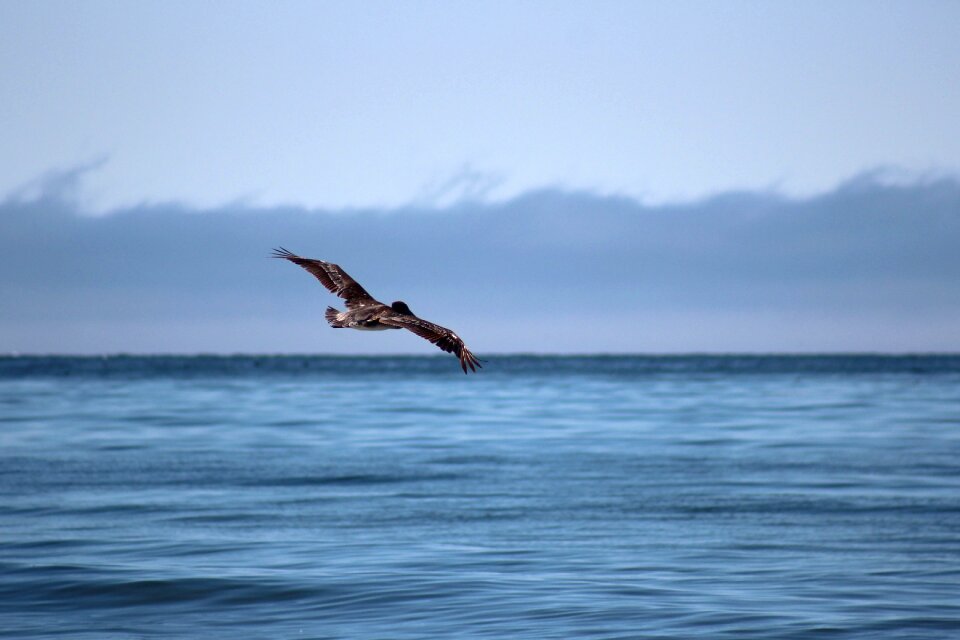 Bird flight beach