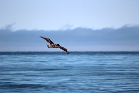 Bird flight beach photo