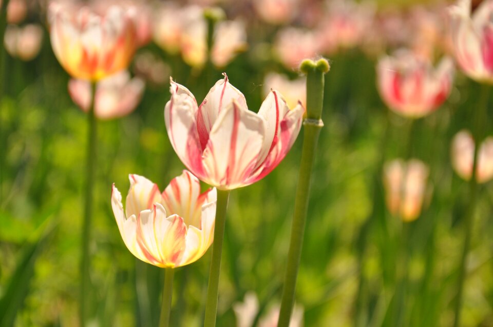 Beijing flower port tulip 4