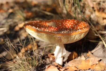 Autumn forest forest floor