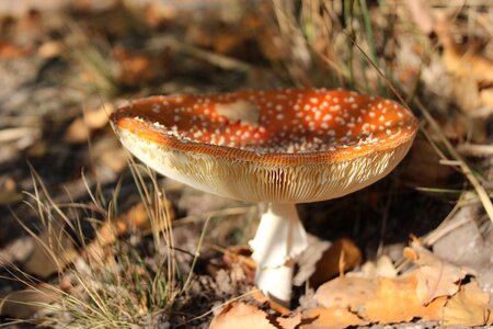 Autumn forest forest floor photo