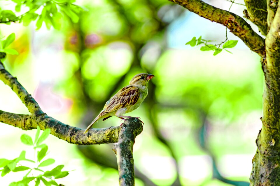 Passerine shooting bird bird hunting