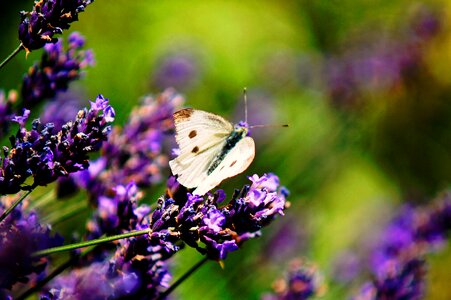 Lavender insect grass photo