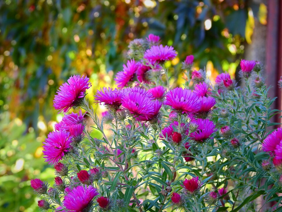 Garden autumn purple