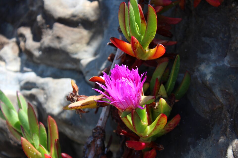 Flower beach scenic