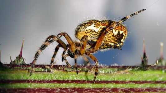 Insect macro arachnid