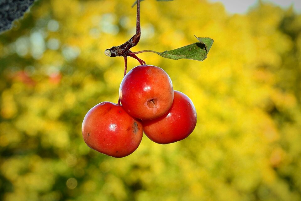 Paradise apples fruit branch