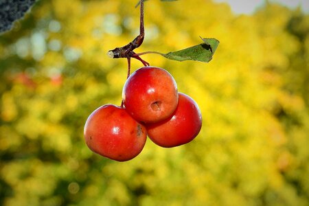 Paradise apples fruit branch