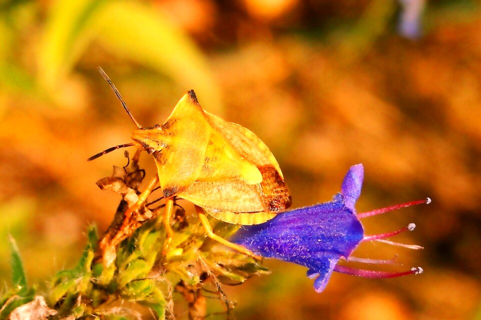 Nature leaf flower