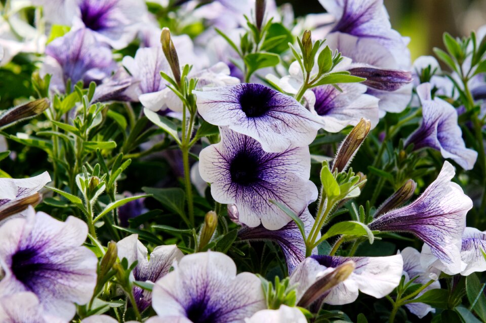 Potted summer violet