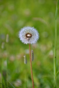 Bloom plant blossom photo