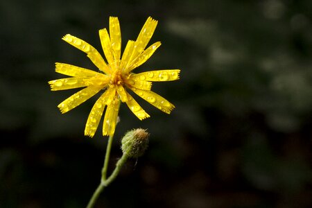 Yellow spring hawkweed