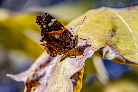 Yellow insect wildlife