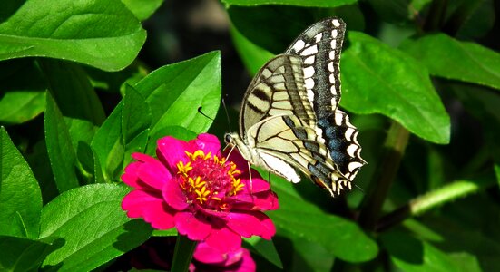 Zinnia nature wings