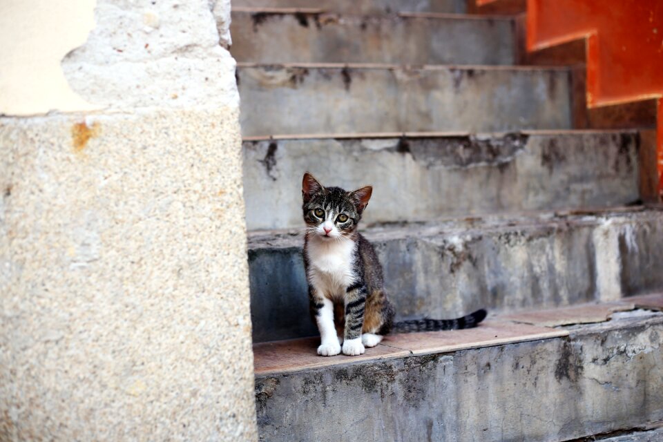 Kitten stairs street