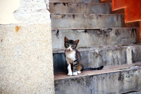 Kitten stairs street