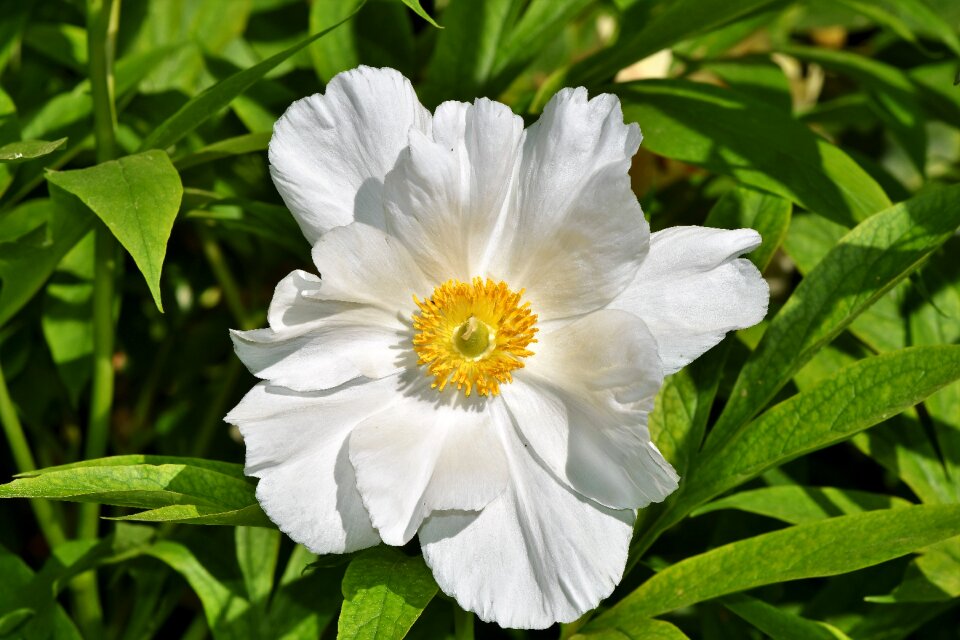 Bloom spring flower bloom
