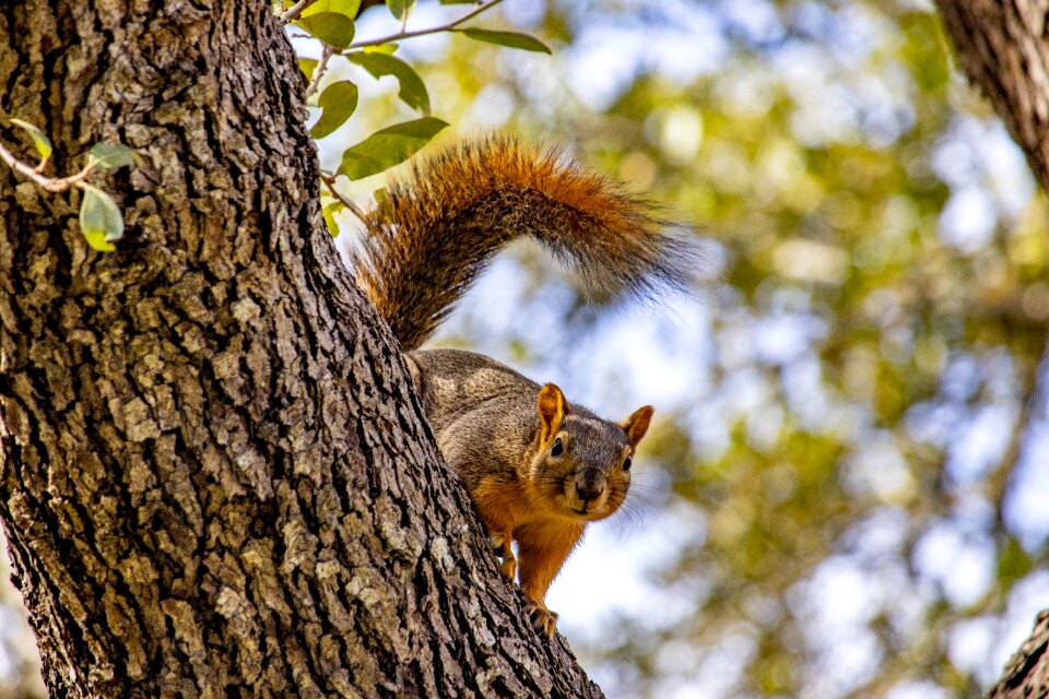 Wild nature cute